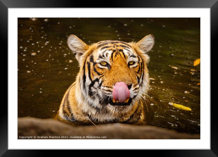 Tiger Drinking Framed Mounted Print by Graham Prentice
