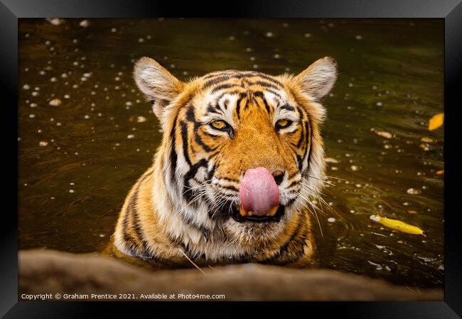 Tiger Drinking Framed Print by Graham Prentice