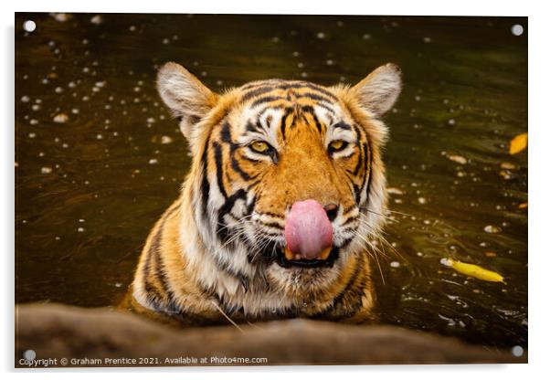 Tiger Drinking Acrylic by Graham Prentice
