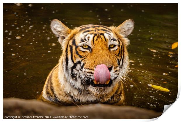 Tiger Drinking Print by Graham Prentice