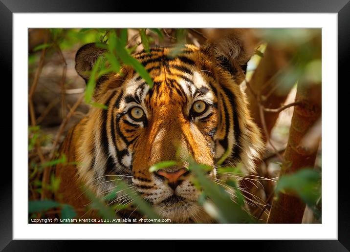 Tiger Eyes Framed Mounted Print by Graham Prentice