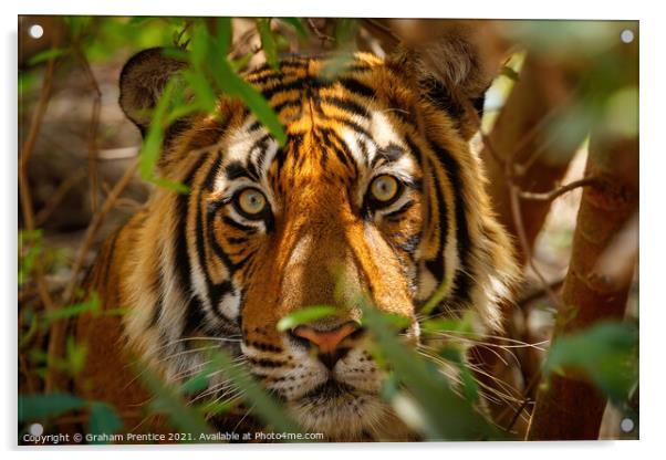 Tiger Eyes Acrylic by Graham Prentice