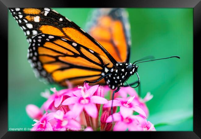 Monarch butterfly Framed Print by Dave Collins