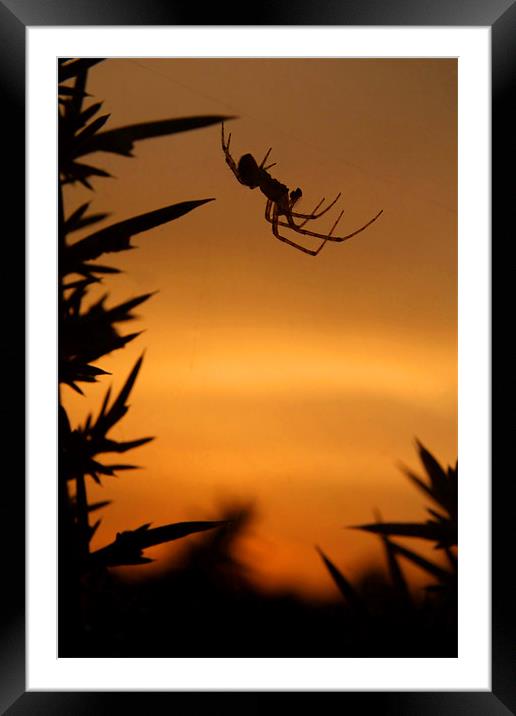 Sunset Spider Framed Mounted Print by Serena Bowles