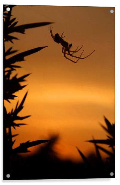 Sunset Spider Acrylic by Serena Bowles
