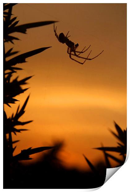 Sunset Spider Print by Serena Bowles