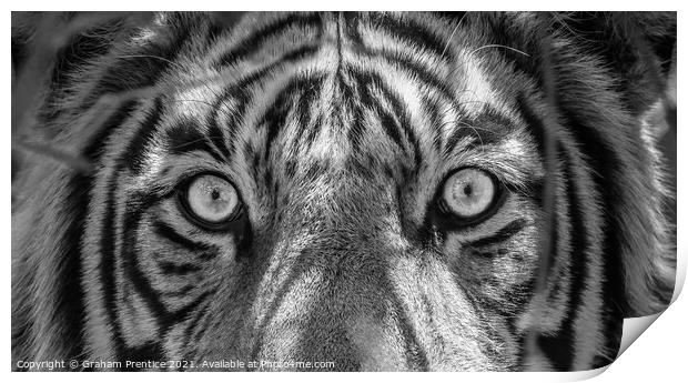 Tiger Eyes Print by Graham Prentice