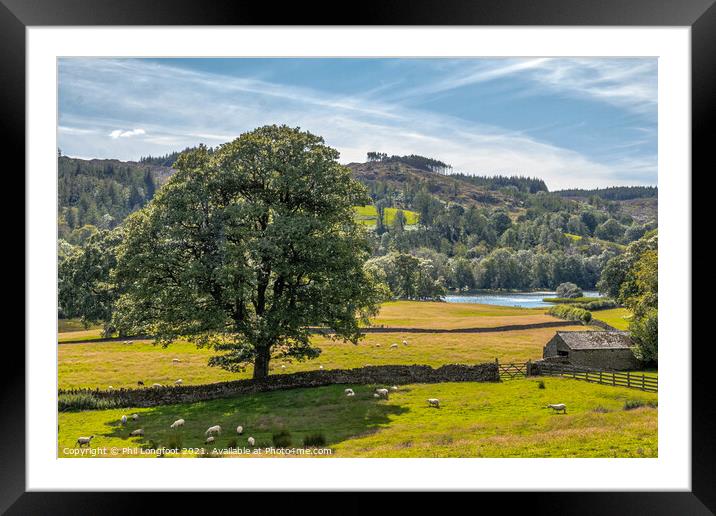 View down the hill to Esthwaite Water South Lakes Framed Mounted Print by Phil Longfoot