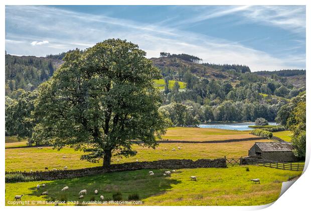 View down the hill to Esthwaite Water South Lakes Print by Phil Longfoot