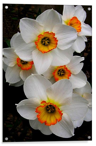 Narcissus Tazetta Acrylic by Kathleen Stephens