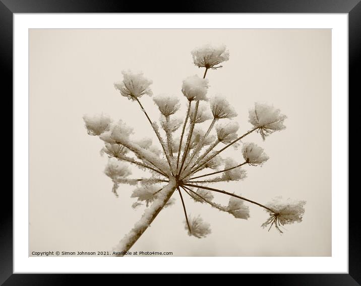 Frosted grass sepia Framed Mounted Print by Simon Johnson
