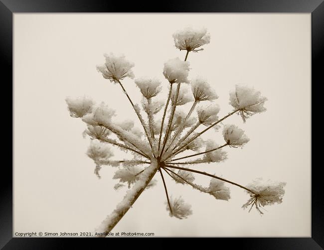 Frosted grass sepia Framed Print by Simon Johnson