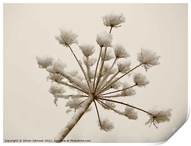 Frosted grass sepia Print by Simon Johnson