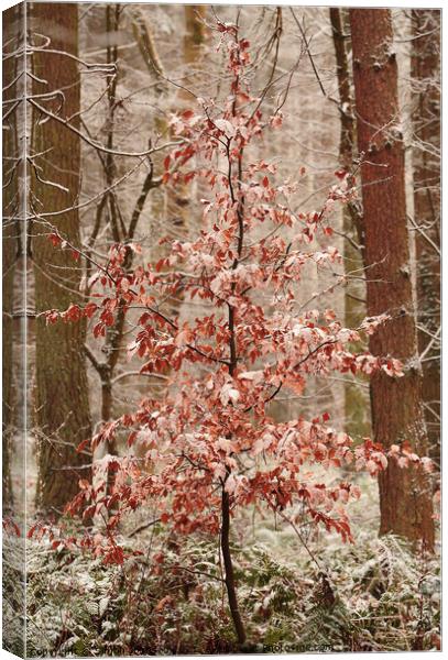 Snow clad beech tree Canvas Print by Simon Johnson