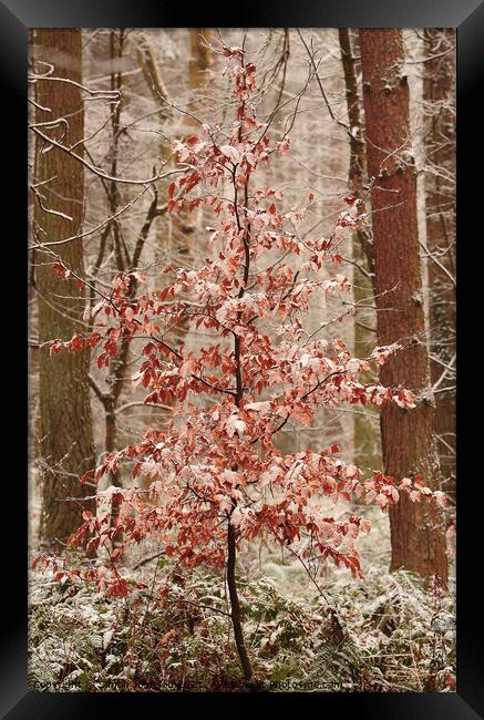 Snow clad beech tree Framed Print by Simon Johnson