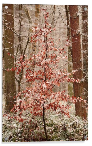 Snow clad beech tree Acrylic by Simon Johnson