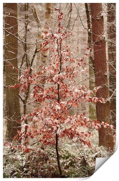 Snow clad beech tree Print by Simon Johnson