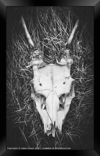 Deer Skull Framed Print by claire chown