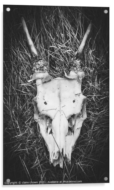 Deer Skull Acrylic by claire chown