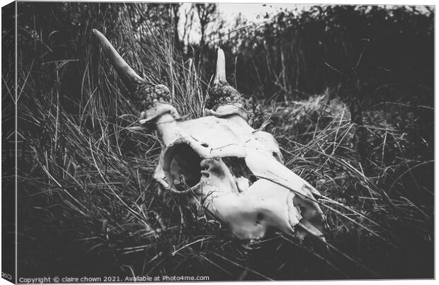 Deer Skull II Canvas Print by claire chown