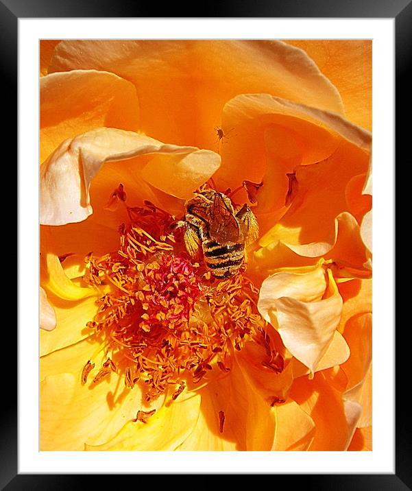 Honey Bee in Amber Framed Mounted Print by Patti Barrett