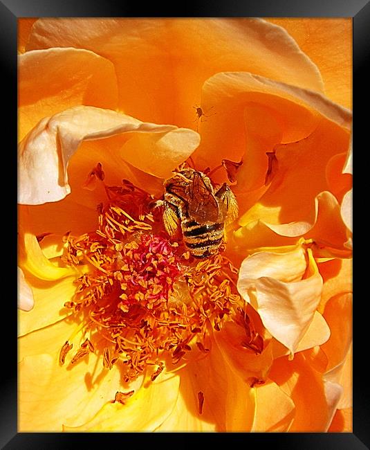 Honey Bee in Amber Framed Print by Patti Barrett