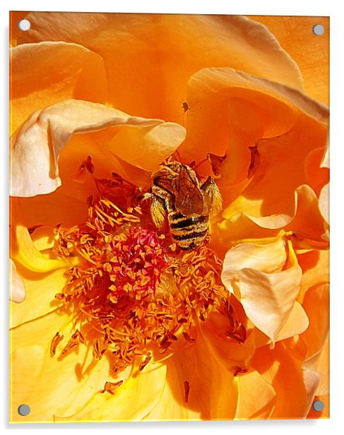 Honey Bee in Amber Acrylic by Patti Barrett
