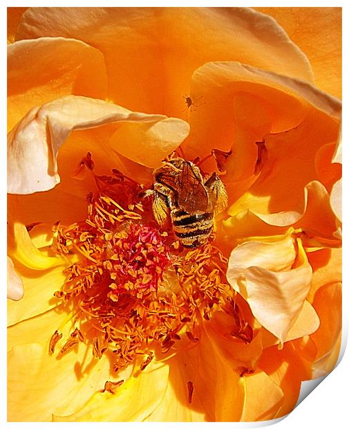 Honey Bee in Amber Print by Patti Barrett
