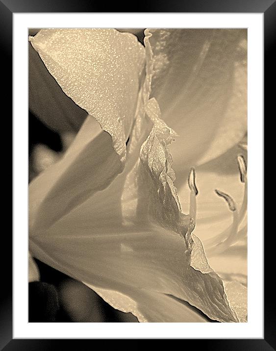 violet black and white glimmer Framed Mounted Print by Patti Barrett