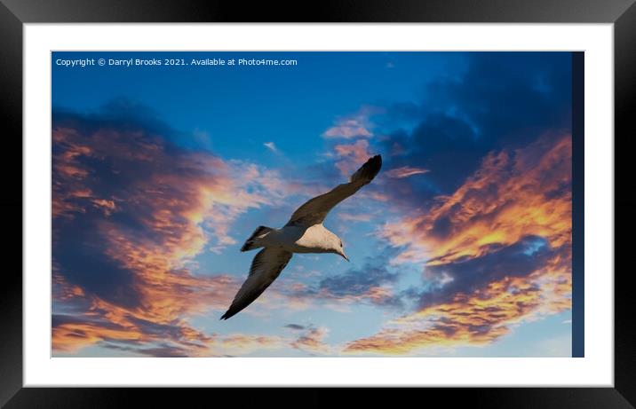 Seagull on Sunset Framed Mounted Print by Darryl Brooks