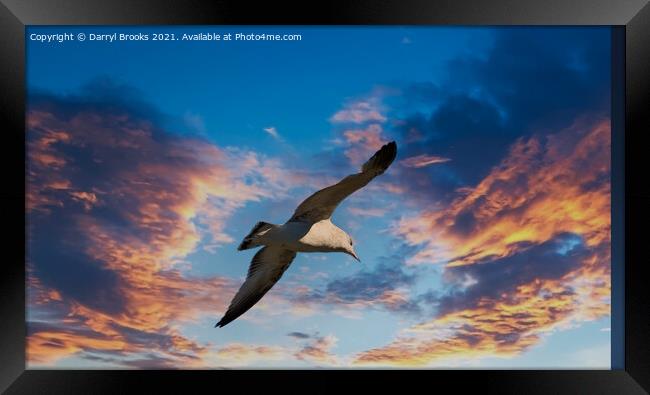 Seagull on Sunset Framed Print by Darryl Brooks