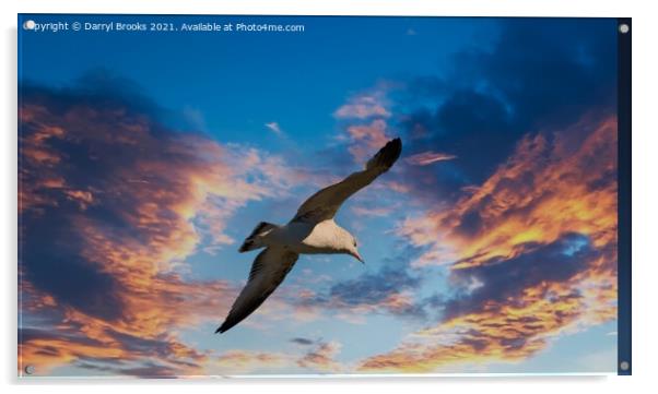 Seagull on Sunset Acrylic by Darryl Brooks