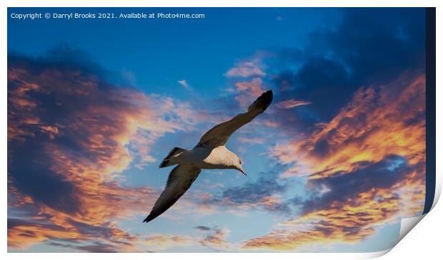 Seagull on Sunset Print by Darryl Brooks