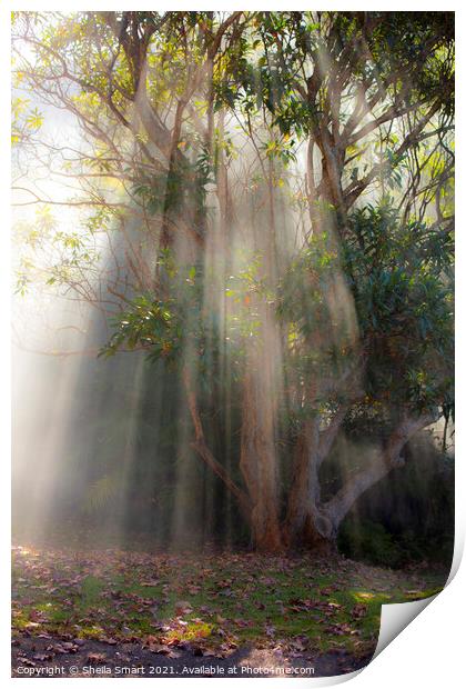 Gum tree through mist Print by Sheila Smart