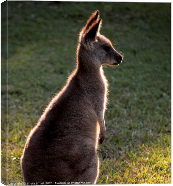 A backlit eastern grey kangaroo in paddock Canvas Print by Sheila Smart