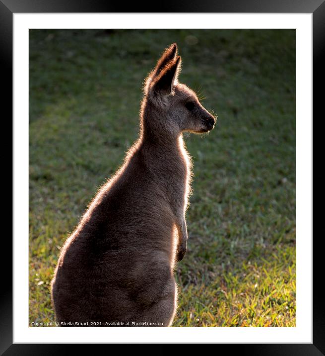A backlit eastern grey kangaroo in paddock Framed Mounted Print by Sheila Smart