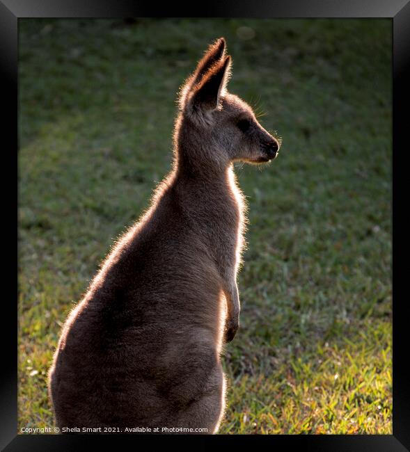 A backlit eastern grey kangaroo in paddock Framed Print by Sheila Smart