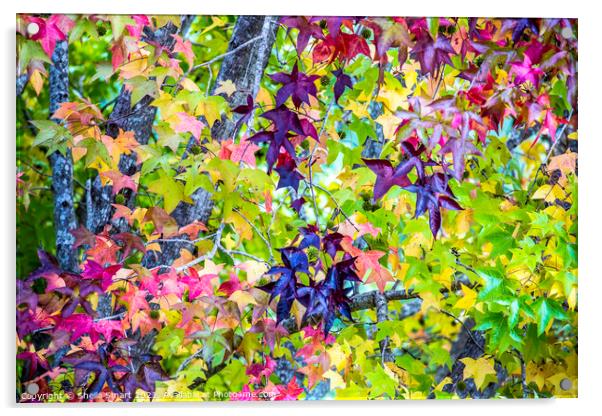 Autumnal leaves  Acrylic by Sheila Smart
