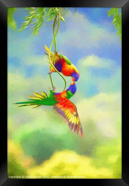 Two squabbling rainbow lorikeets in china doll tree Framed Print by Sheila Smart