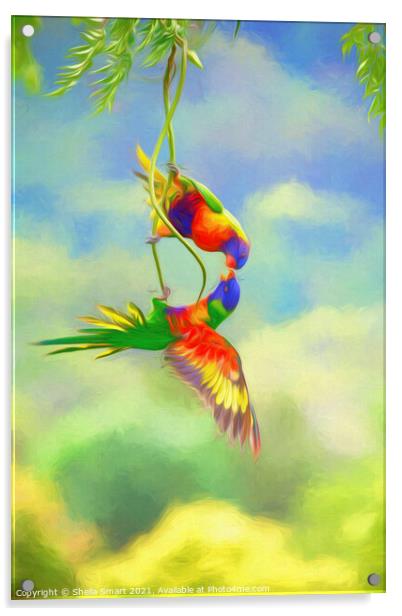 Two squabbling rainbow lorikeets in china doll tree Acrylic by Sheila Smart