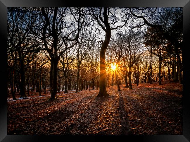 Woodland sunset At Tandle Hill Country Park Oldham Framed Print by Jonathan Thirkell