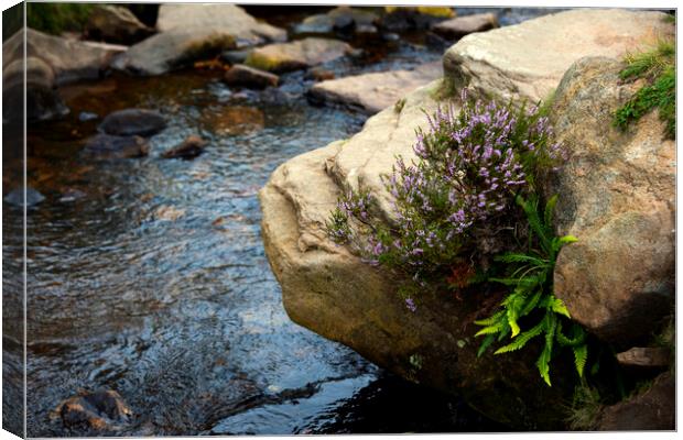 stone rock and heather Canvas Print by Svetlana Sewell