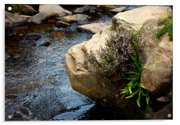 stone rock and heather Acrylic by Svetlana Sewell