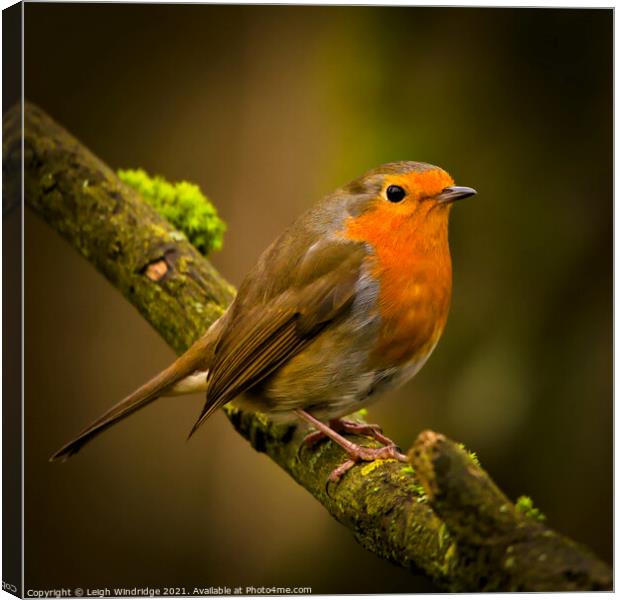 Winter Robin Canvas Print by Leigh Windridge