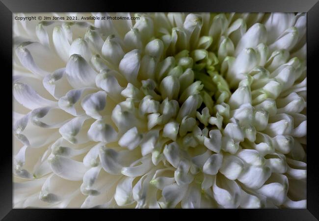 Classic Chrysanthemum Closeup Framed Print by Jim Jones