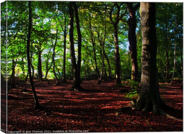 Eastham Woods, Wirral. Canvas Print by Ron Thomas