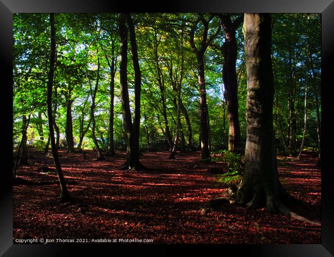Eastham Woods, Wirral. Framed Print by Ron Thomas