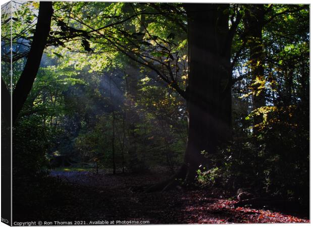 Eastham Woods, Wirral. Canvas Print by Ron Thomas