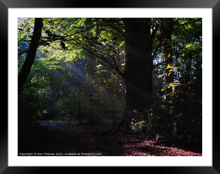 Eastham Woods, Wirral. Framed Mounted Print by Ron Thomas