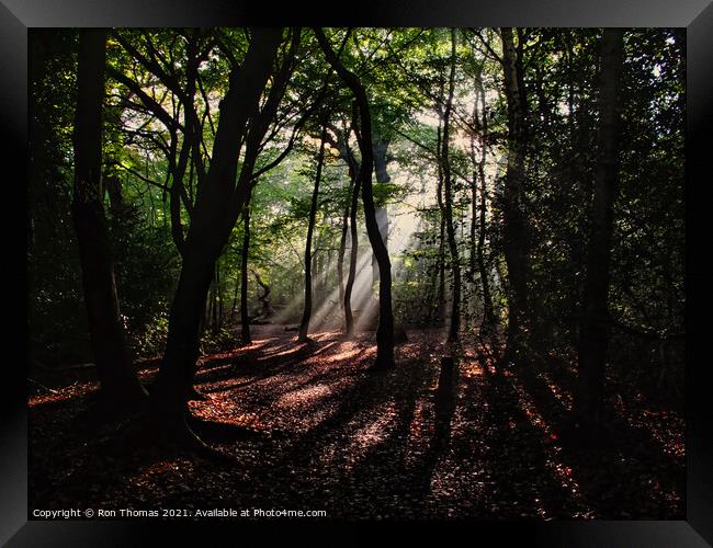 Eastham Woods, Eastham Country Park Framed Print by Ron Thomas